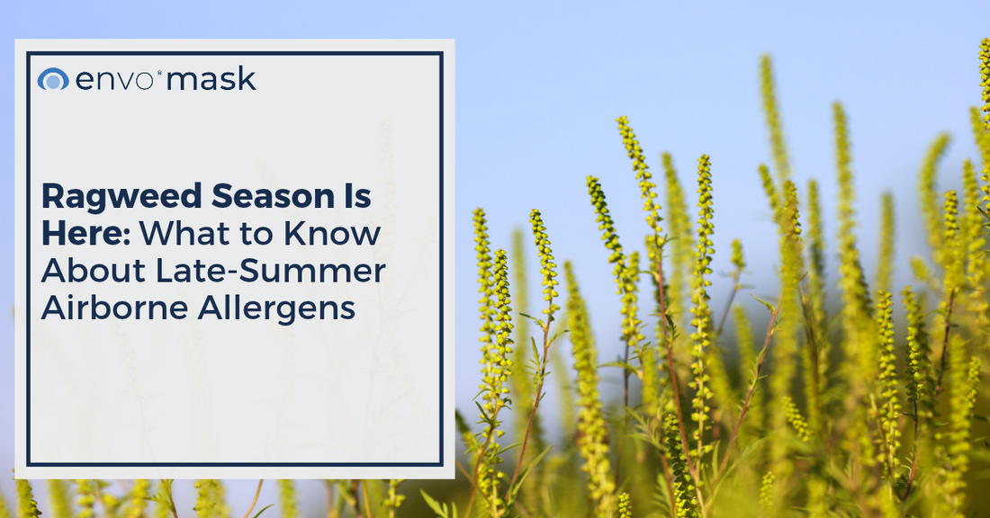 Ragweed Season Is Here: What to Know About Late-Summer Airborne Allergens